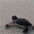 BREEDING AND RELEASING SEA TURTLES FOR CONSERVATION IN VASHAFARU